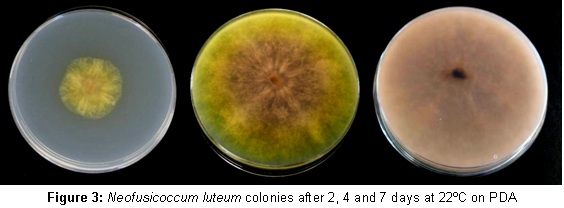 Neofusicoccum luteum colonies 