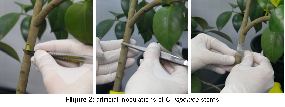 artificial inoculations of C. japonica stems