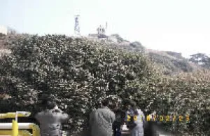 Naidong Camellia in Changmengyan Island naidong-camellia