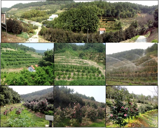 Sasanqua Germplasm in Anji Zhejiang China Sasanqua Germplasm in Anji Zhejiang China