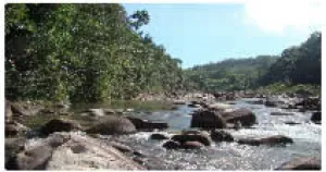 Fig.1 Natural Habitat of Camellia changii changii-habitat