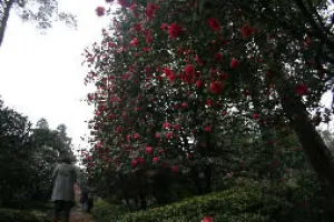 Fig. 5  Ancient C.japonica trees blooming along a road  in the Nanshan Park of Chongqing City Fig. 5  Ancient C.japonica trees blooming along a road  in the Nanshan Park of Chongqing City