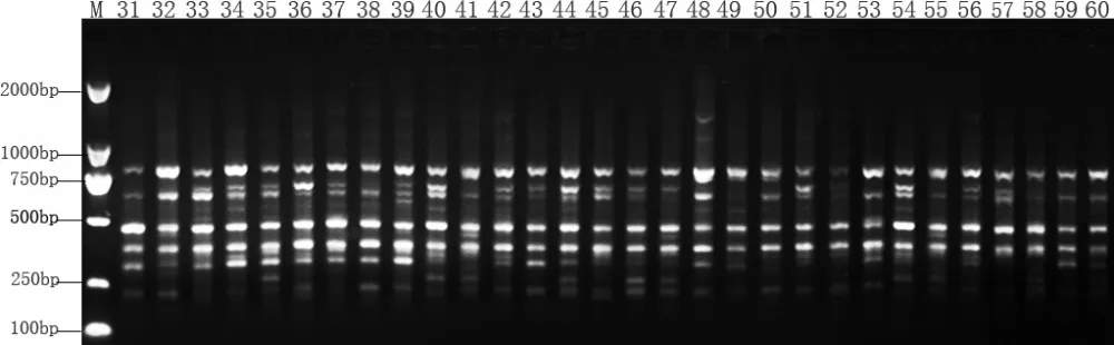 ISSR profiles of Zhujiajian  ISSR profiles of Zhujiajian