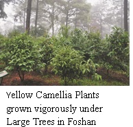 Foshan Institute of Forestry Foshan Institute of Forestry