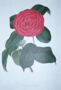 Figure 1. Drawing of the Camellia cultivar ‘Imbricata’ (Chandler and Booth, 1831). Figure 1. Drawing of the Camellia cultivar ‘Imbricata’ (Chandler and Booth, 1831).