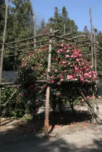 Fig.6  Yunnan Camellias being propagated by traditional shoot-combined grafts in Naifeng Park Fig.6  Yunnan Camellias being propagated by traditional shoot-combined grafts in Naifeng Park