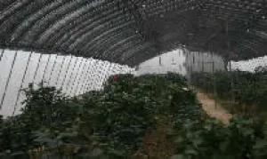 Fig.4  Camellia varieties are well conserved  in a nursery of RISF Fig.4  Camellia varieties are well conserved  in a nursery of RISF