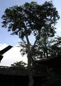 Fig.3  Tallest camellia tree of the variety C. reticulata ‘Guiyeyinhong’ with a height of 17.6m and diameter of 70cm.  Guiyeyinhong