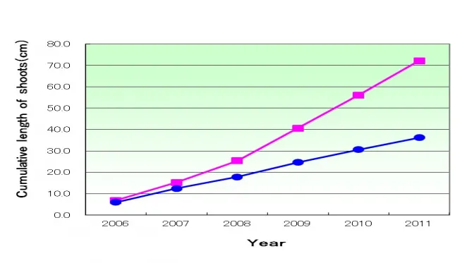 Fig. 2. A comparison of the cumulative growth in centimetres of shoots between camellias with mulch (red color) and without mulch (blue color).