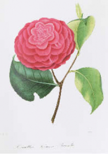 Figure 2. Drawing of the Camellia cultivar ‘Princesse Baciocchi’ (Berlese, 1843).