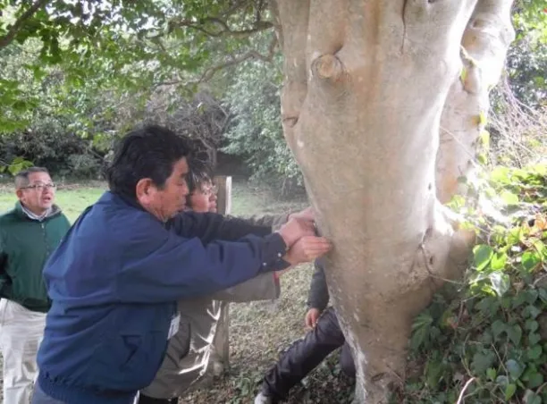 Fig. 1  The measurement of the trunk circumference of ‘Virgin Maria’ tsubaki