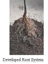 Developed Root System