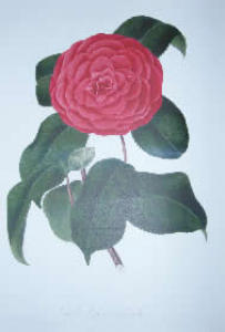Figure 1. Drawing of the Camellia cultivar ‘Imbricata’ (Chandler and Booth, 1831).