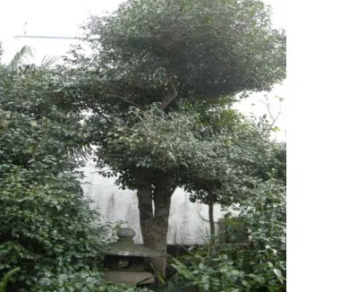 Fig. 3  The lush growth of ‘Toki-hime’ tsubaki after soil improvement (photographed in 2011).