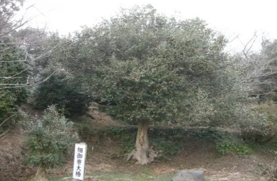 Fig. 6  ‘Hoso-goryô-tsubaki’