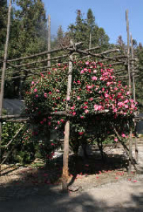 Fig.6  Yunnan Camellias being propagated by traditional shoot-combined grafts in Naifeng Park