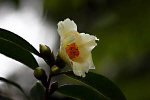 C. 'Shoko' C. 'Shoko'