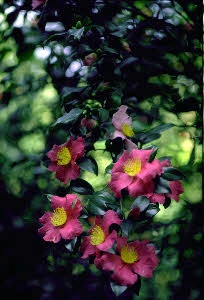 C. x vernalis 'Hiryu'