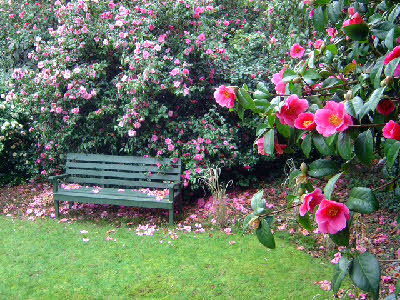 Trewithen Camellias
