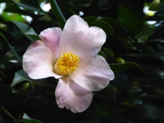 La Saleta camellia pink