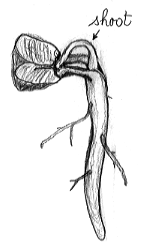 Camellia seed rooting Camellia seed rooting