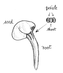 Root breaking from camellia seed Root breaking from camellia seed