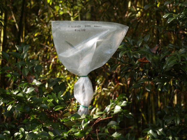 Cover camellia graft with plastic bag