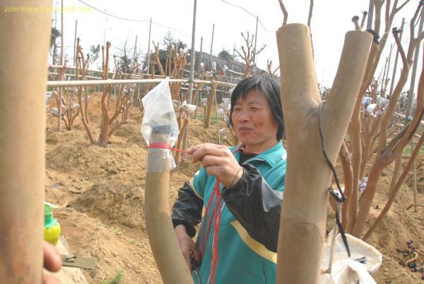 Bark grafting in China by John Wang