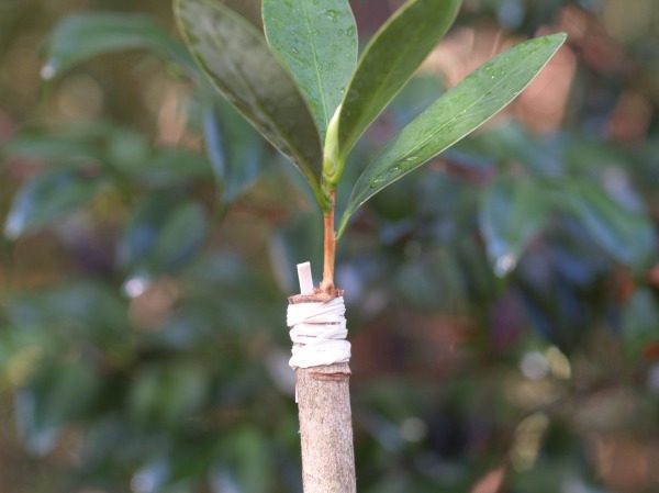 Young growth on camellia scion