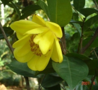 Camellia chuangtsoensis