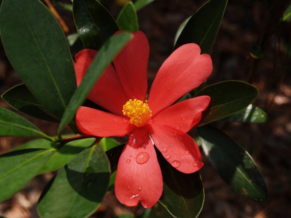Camellia Azalea
