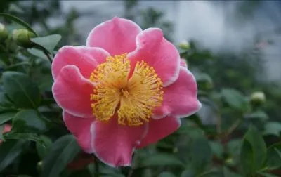 Tama Beauty Tama Beauty