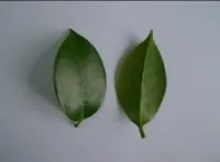 Tama Beauty Tama Beauty