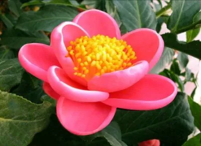 C. amplexicaulis C. amplexicaulis