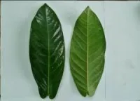 C. amplexicaulis C. amplexicaulis