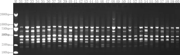 ISSR profiles ISSR profiles