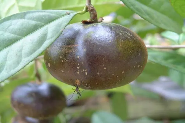 Fig 1C Fig 1C