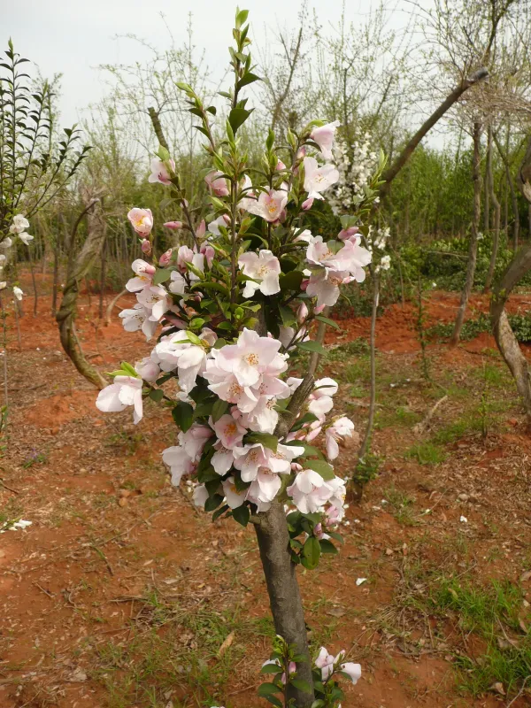 C. rosthorniana C. rosthorniana