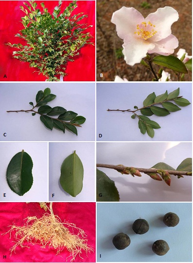 The characteristics of Camellia rosthorniana