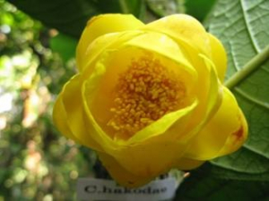 Camellia hakodae