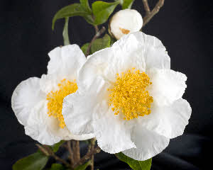 C.trichocarpa C.trichocarpa