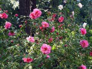 Araluen_camellias