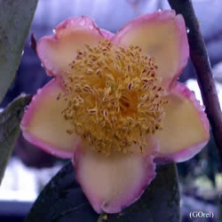 Camellia dongnaiensis