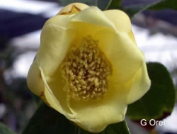camellia vidalii
