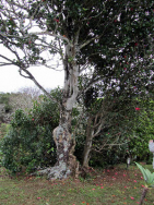 Quinta da Cruz de Pau – S.Miguel - Azores 