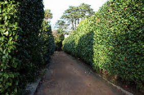 Jardim Botânico do Porto: 500 metres of huge camellia hedges!