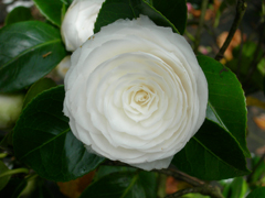 Historic Camellia japonica Alba Plena