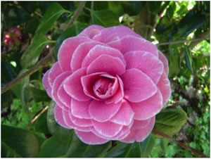 Quinteiro da Cruz camellia