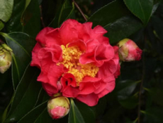 La Saleta camellia red
