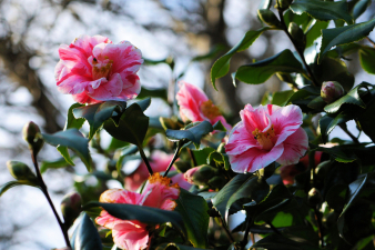 Camellia japonica 'Blackburniana'